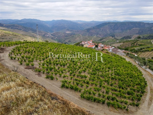 Quinta com vinha no Alto Douro Vinhateiro