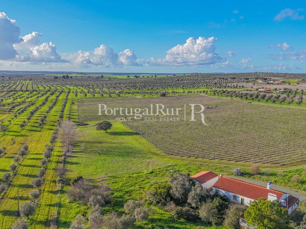 Farm with 7 hectares in the area of Portalegre