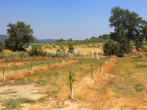 15-Hectare farm with walnut trees