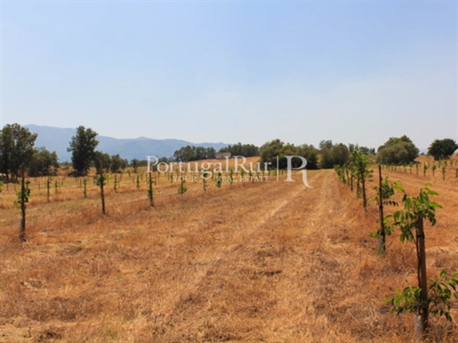 15-Hectare farm with walnut trees