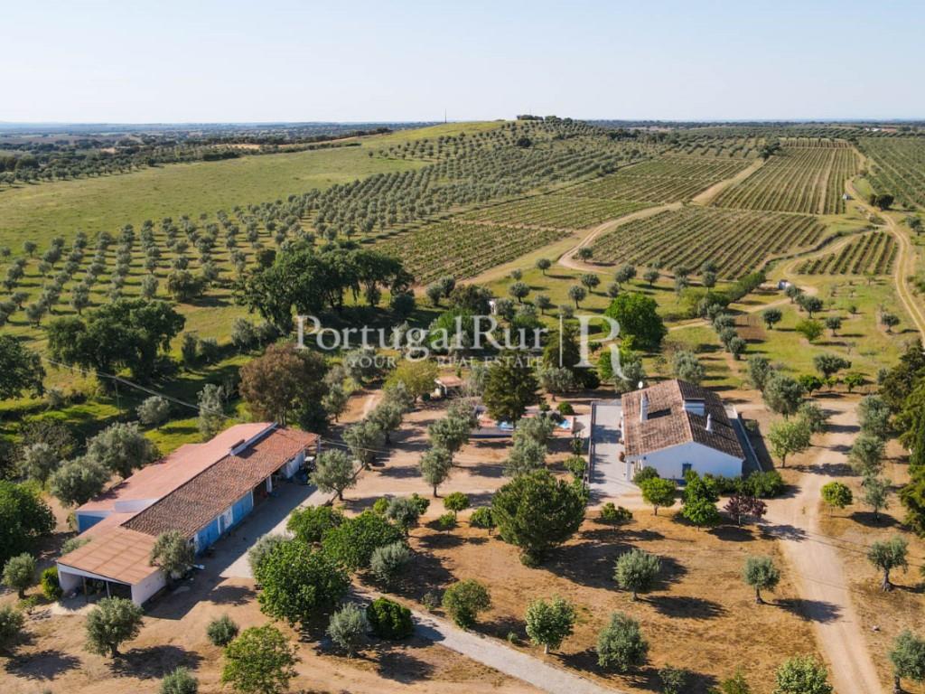 Property with 18 ha with 2 houses, vineyard and olive grove in Avis area