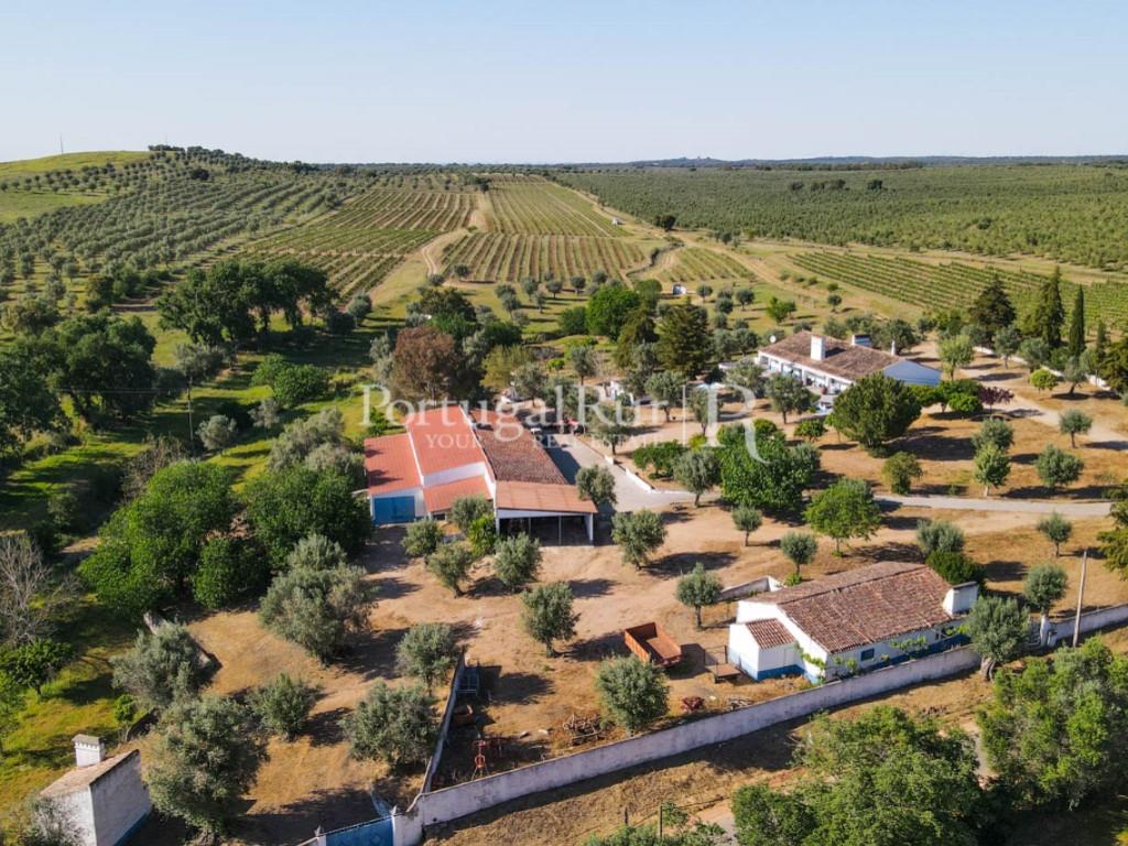 Property with 18 ha with 2 houses, vineyard and olive grove in Avis area