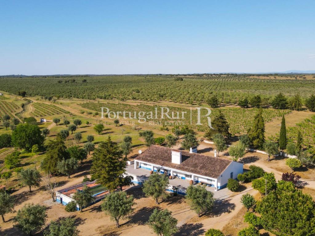 Property with 18 ha with 2 houses, vineyard and olive grove in Avis area