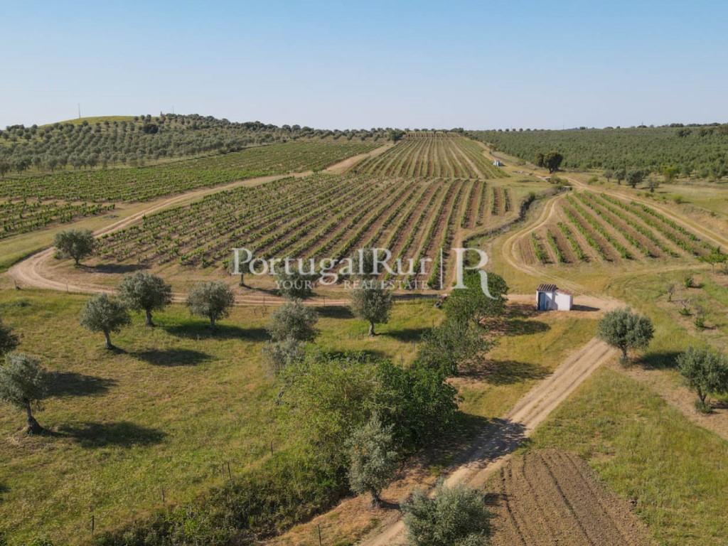 Property with 18 ha with 2 houses, vineyard and olive grove in Avis area