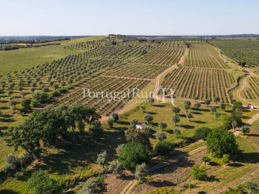 Property with 18 ha with 2 houses, vineyard and olive grove in Avis area