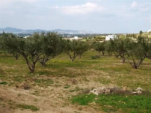 Terrain à Paros, région d'Agkairia 5420 m².