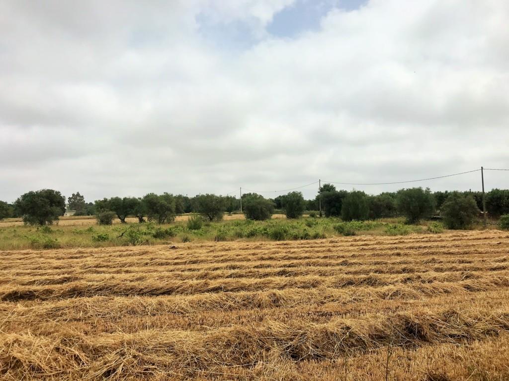 Encantadora casa de campo en venta en Ostuni 