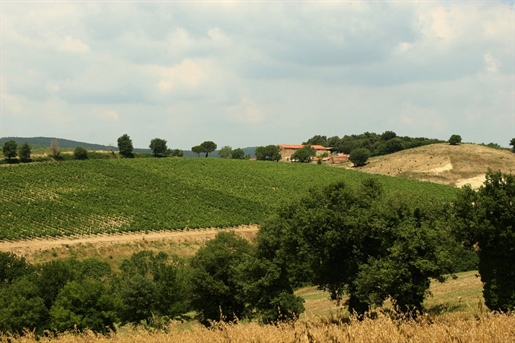 Bauernhof Mit Weinberg Und Olivenhain In Grosseto (Toskana)