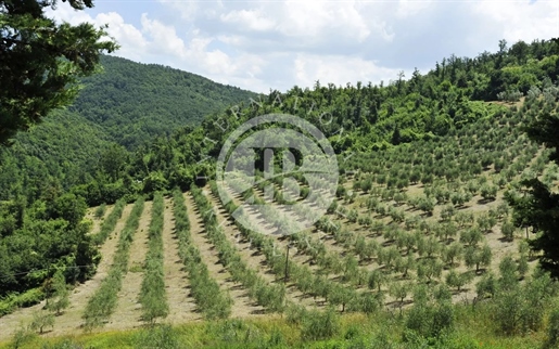 Agritourism And Farm Portion In Montaione