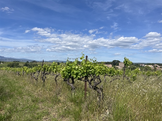 Terrain Agricole avec Vigne