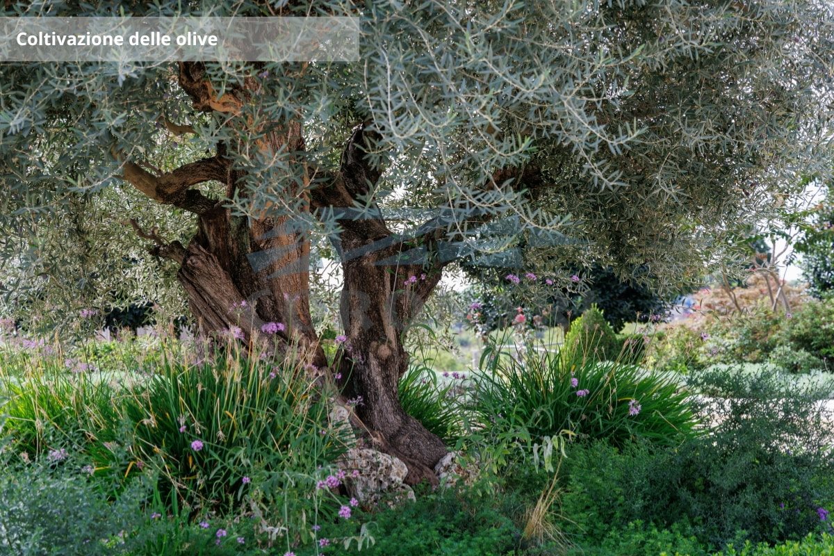 Additional image 6 of Orvieto (Provincia di Terni)