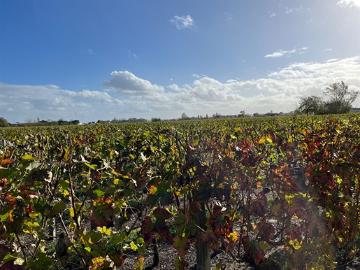 Three plots of Aoc St Emilion vines, amounting to a total of 3h 06a 74ca.