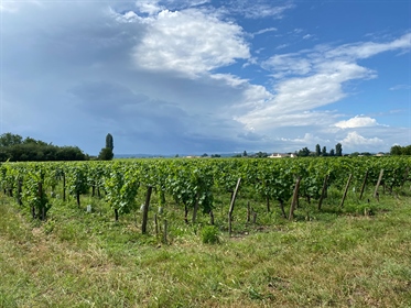 Belle opportunité d'acquérir un vignoble de 3 hectares dans l'appellation St Emilion.