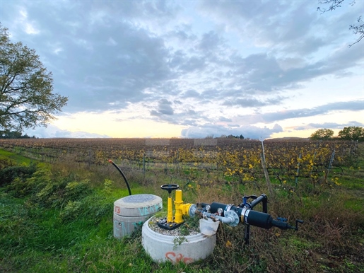 Malepere - Wijngaard van 28 ha, voornamelijk geïrrigeerd door druppelirrigatie
