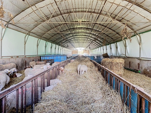 Aude (11) - Immobilien Schaf- und Fleischzucht