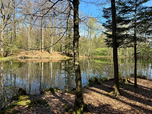 Sale property of 83.56 ares including 2 ponds of 17 and 19 ares plateau des 1000 ponds 81,000 euros
