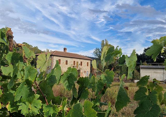 Farm house with vineyard