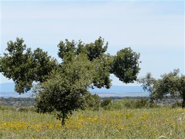 Terreno para venda 10 hectares, perto de Estremoz - Sousel