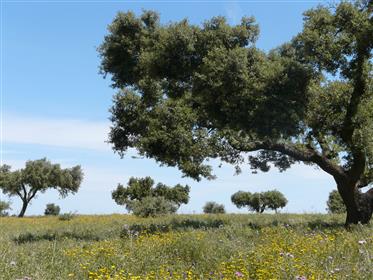 Complot pentru vânzare 10 de hectare, lângă Estremoz - Sousel, Portugalia