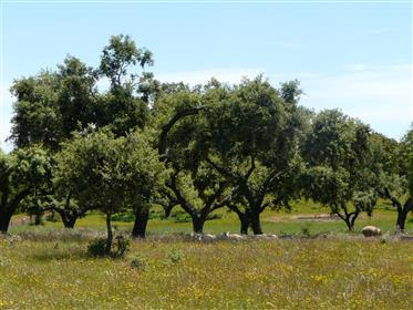 Pozemku k prodeji 25 akrů, poblíž Estremoz - Sousel, Portugalsko
