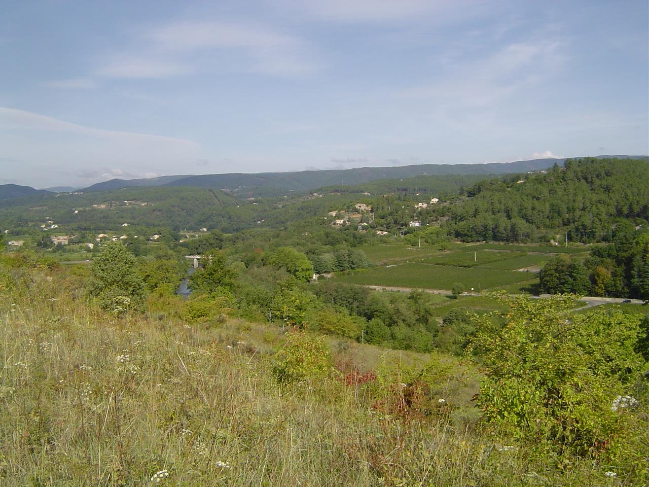 El olivo