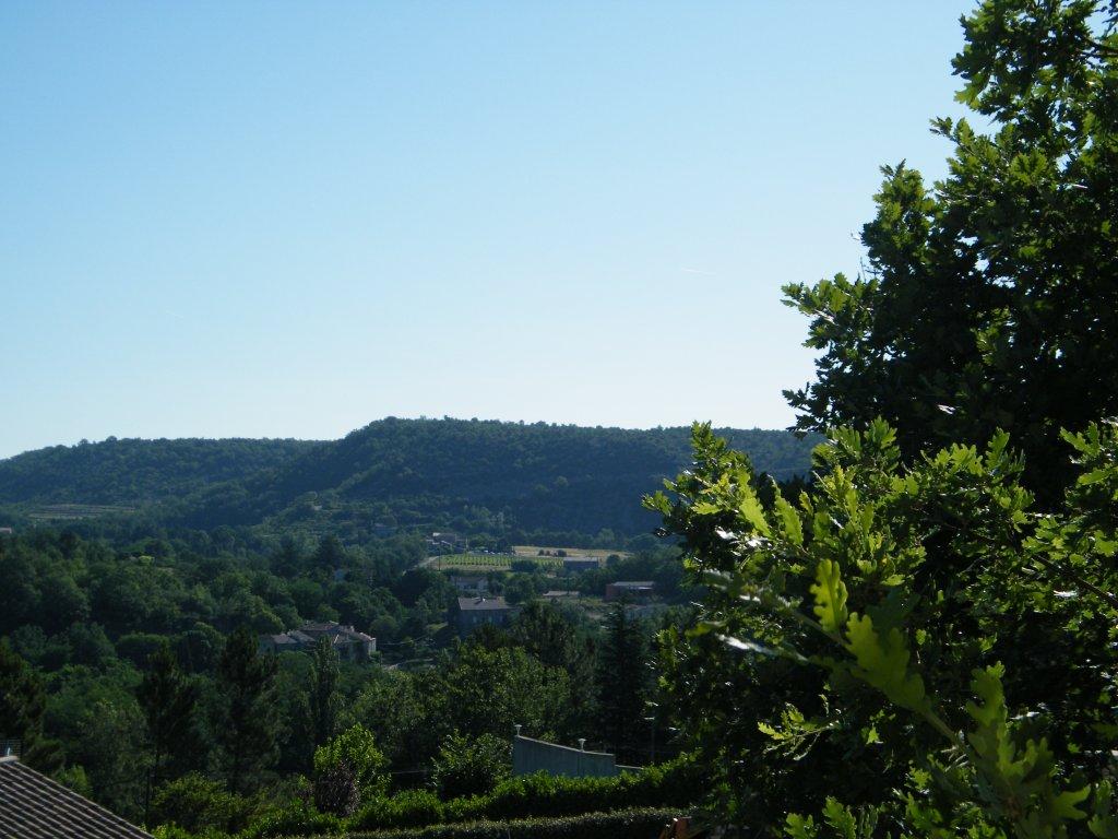 El olivo