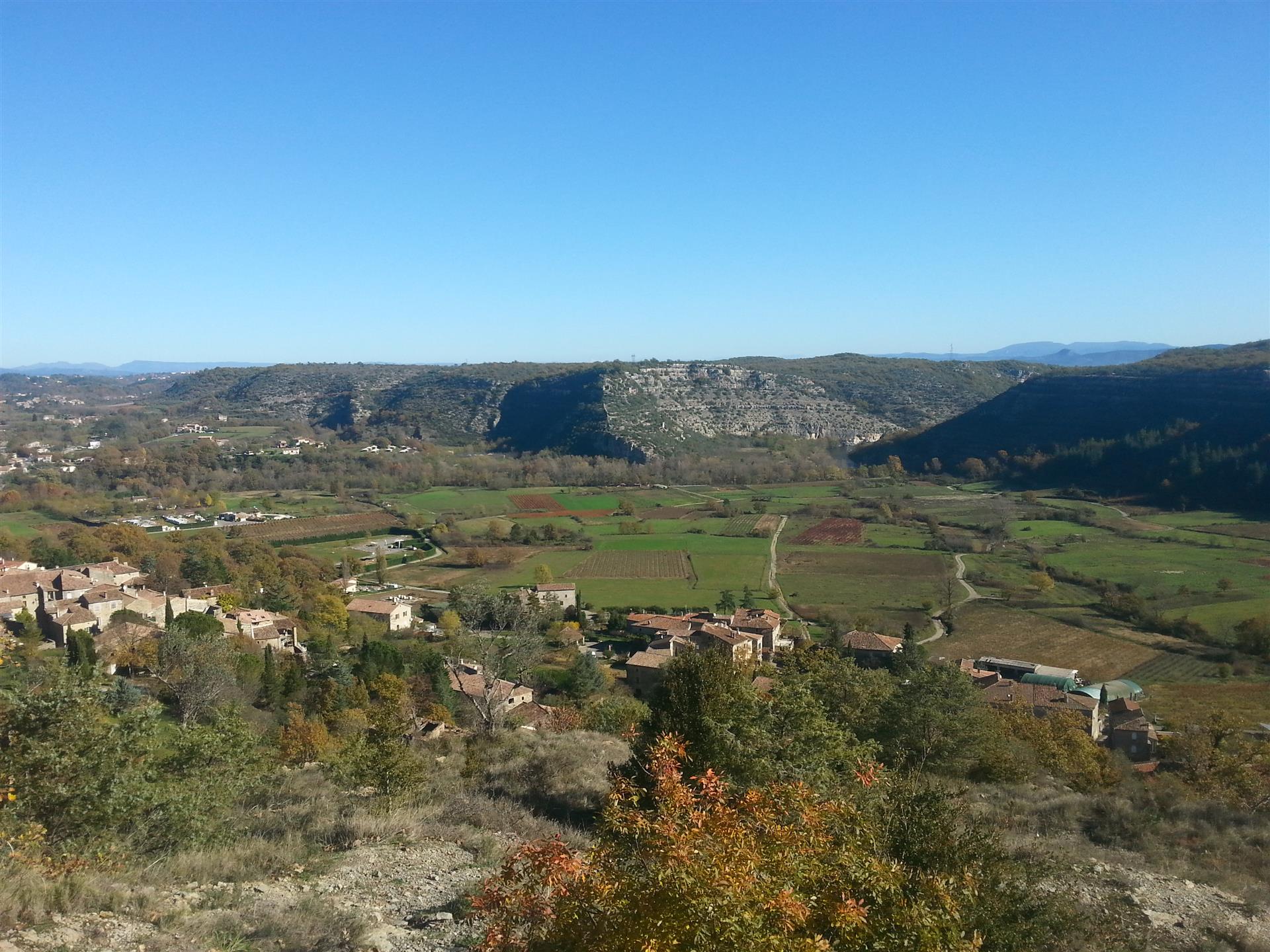 El olivo