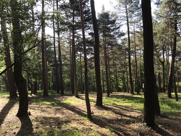Byggbar mark på pine forest sportanläggning