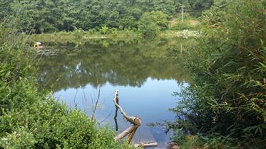 Propriété idyllique avec un lac pour la pêche et les propriétaires de chevaux
