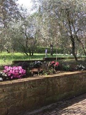 Vilă cu piscină şi o livadă de măslini în Montescudaio