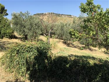 Dom z ogrodem i drzew oliwnych w Sabina