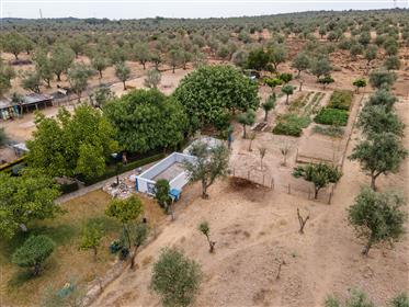 Charmante Alentejo Farm von 4 Hektar mit 3 Häusern