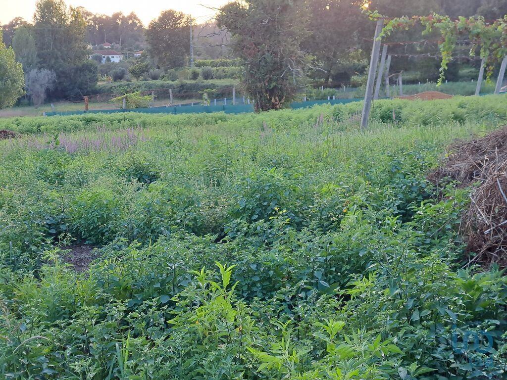 Tierra en el Braga, Vila Verde