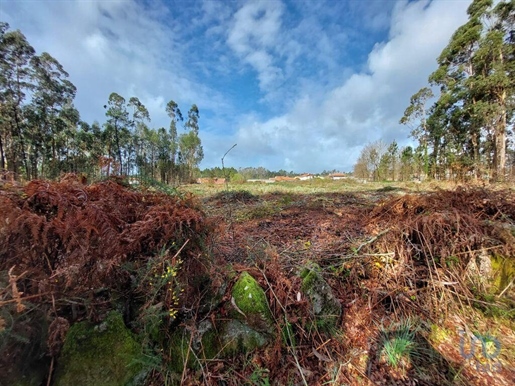 Terra a Viana do Castelo, Viana do Castelo