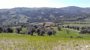 For Sale Farm With Olive Grove