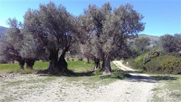 За продажба ферма с маслинова горичка