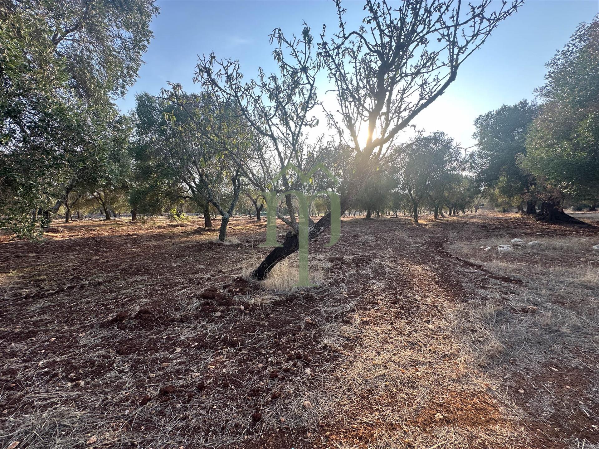 Almendros y olivos