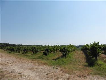 En vinejendom med appelation Cote de Duras 272acres 