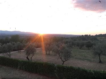 Pokojné bývanie obklopené olivovými hájmi