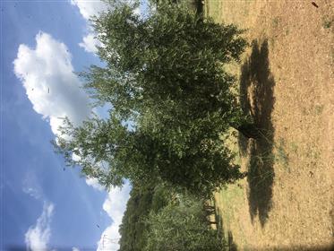 Спокойная жизнь в окружении оливковых рощ