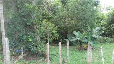 Cacao boerderij en grazende land in het zuiden van Bahia 