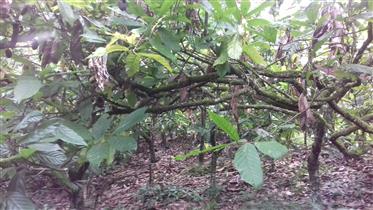 Cacao boerderij en grazende land in het zuiden van Bahia 