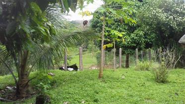 Gospodarstwie kakao i pastwisk w południowej Bahia 