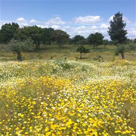 Charmiga Off Grid fullt renoverade Quinta med ekologisk oliv gård på 5,7 hektar 
