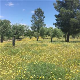 Uroczy siatka Off całkowicie odnowiony Quinta z gospodarstwa ekologicznego oliwek na 5,7 ha 