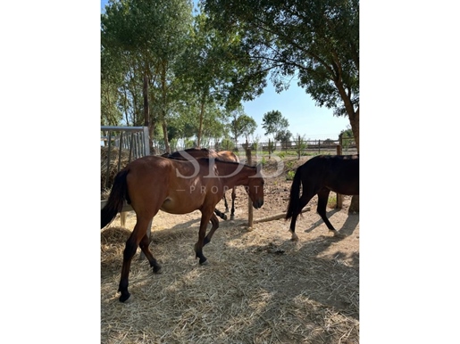 Idyllic Opportunity in Beja, Alentejo, Horse Farm with 2 Houses & Pool.