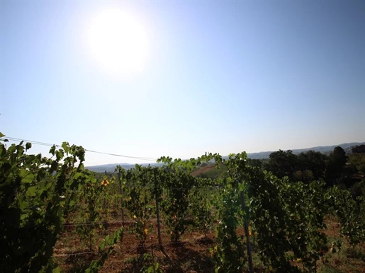 Viñedo ecológico de Barbera de 2 hectáreas en la zona de Nizza Monferrato