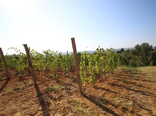 Zwei-Hektar Weinberg in der Gegend von Nizza Monferrato