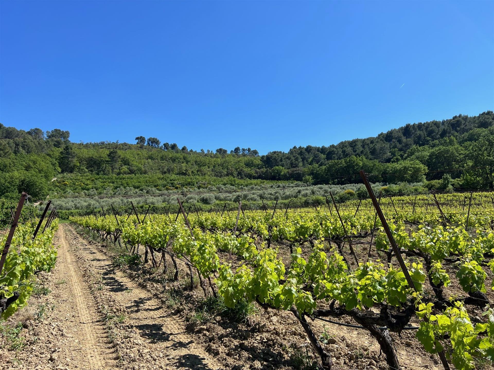Olive and vine estate for sale in Pernes les Fontaines wis a farmhouse and 3 cottages with a panoram