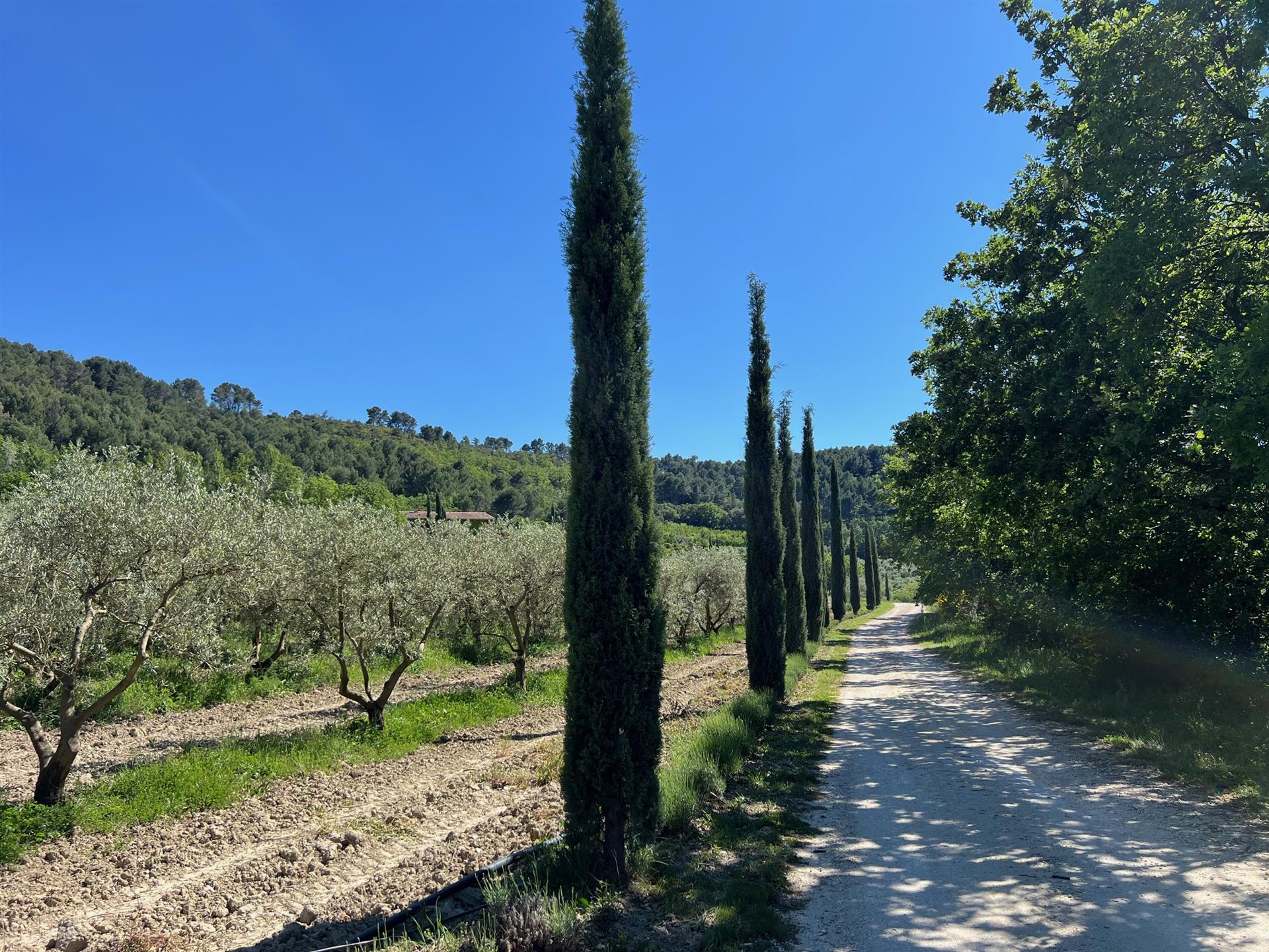 Olive and vine estate for sale in Pernes les Fontaines wis a farmhouse and 3 cottages with a panoram